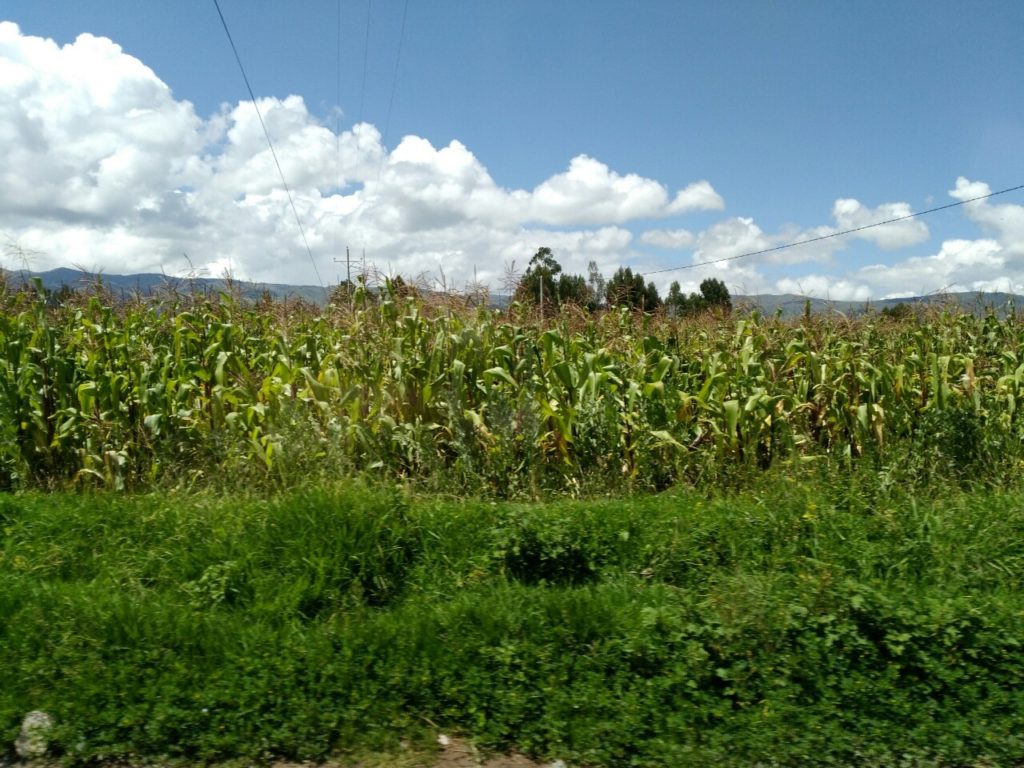 トウモロコシ畑