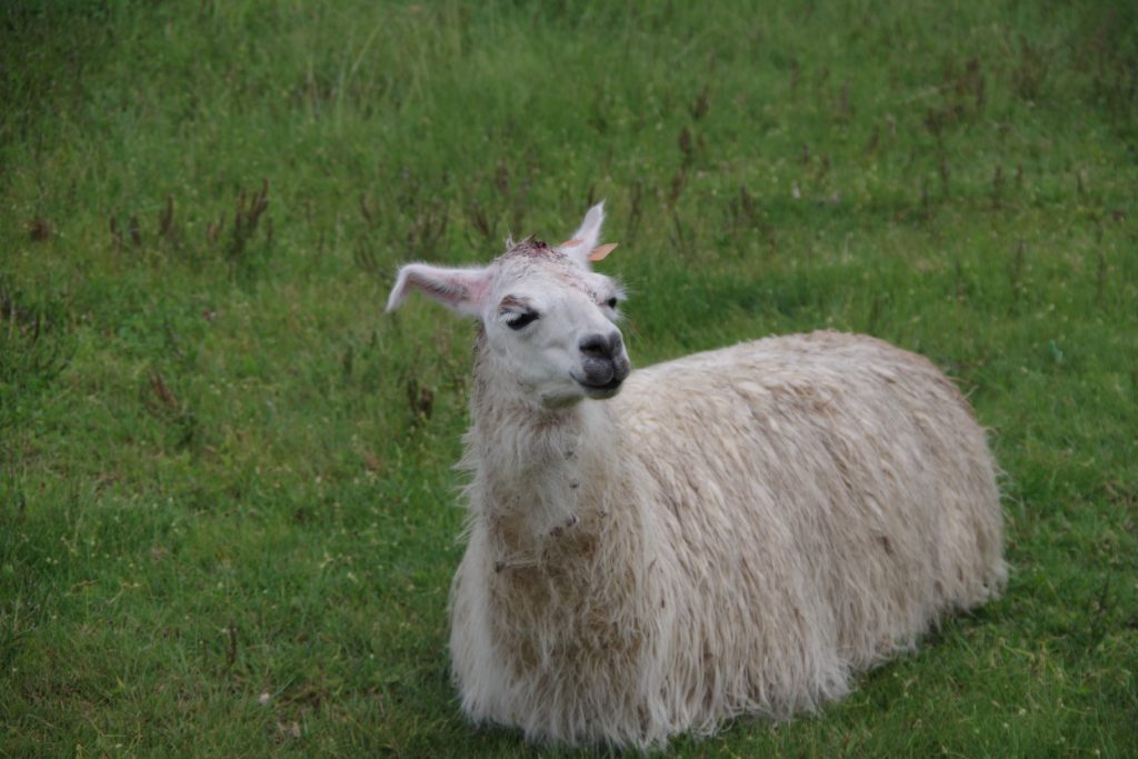 リャマ